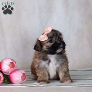 CLEO, Teddy Bear Puppy